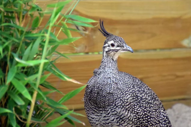 An elegant crested tinamou lookings sideways. Photo: Helena Osvath.